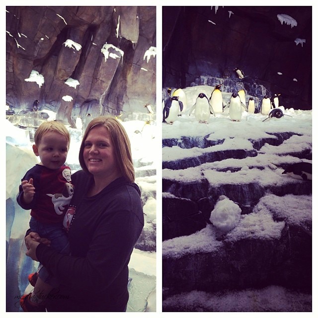 SeaWorld Penguins