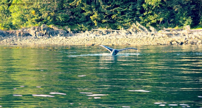 Whale Watching Alaska