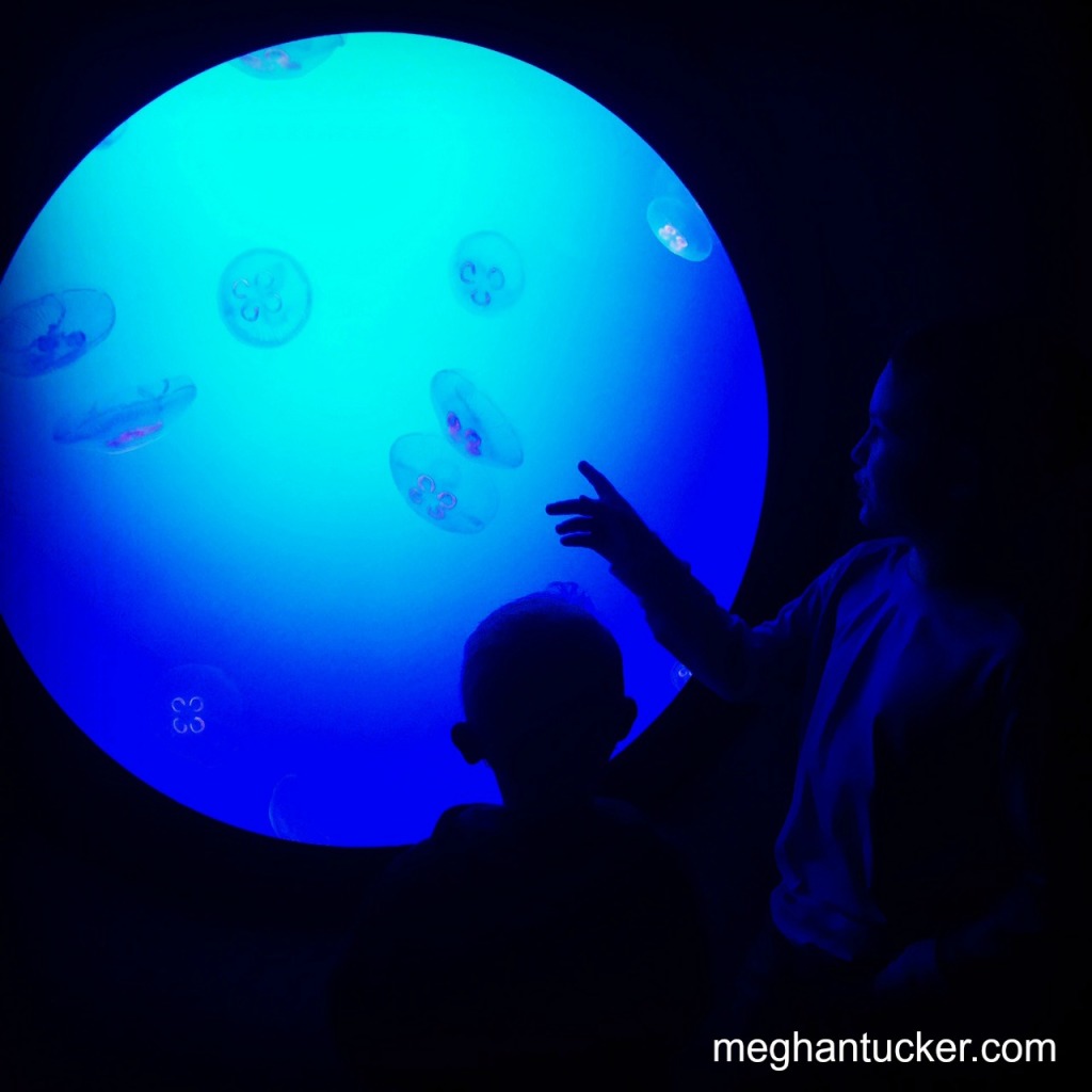 Ripley's Aquarium - Jellyfish