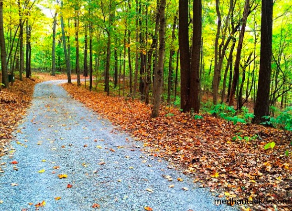 Fall Driveway