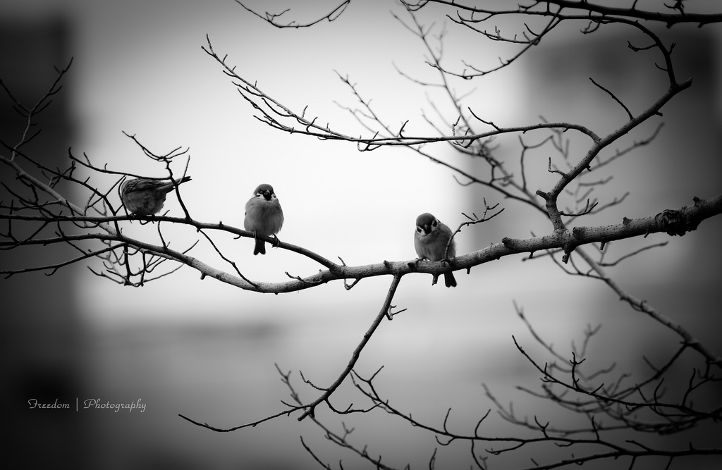 Three Little Birds