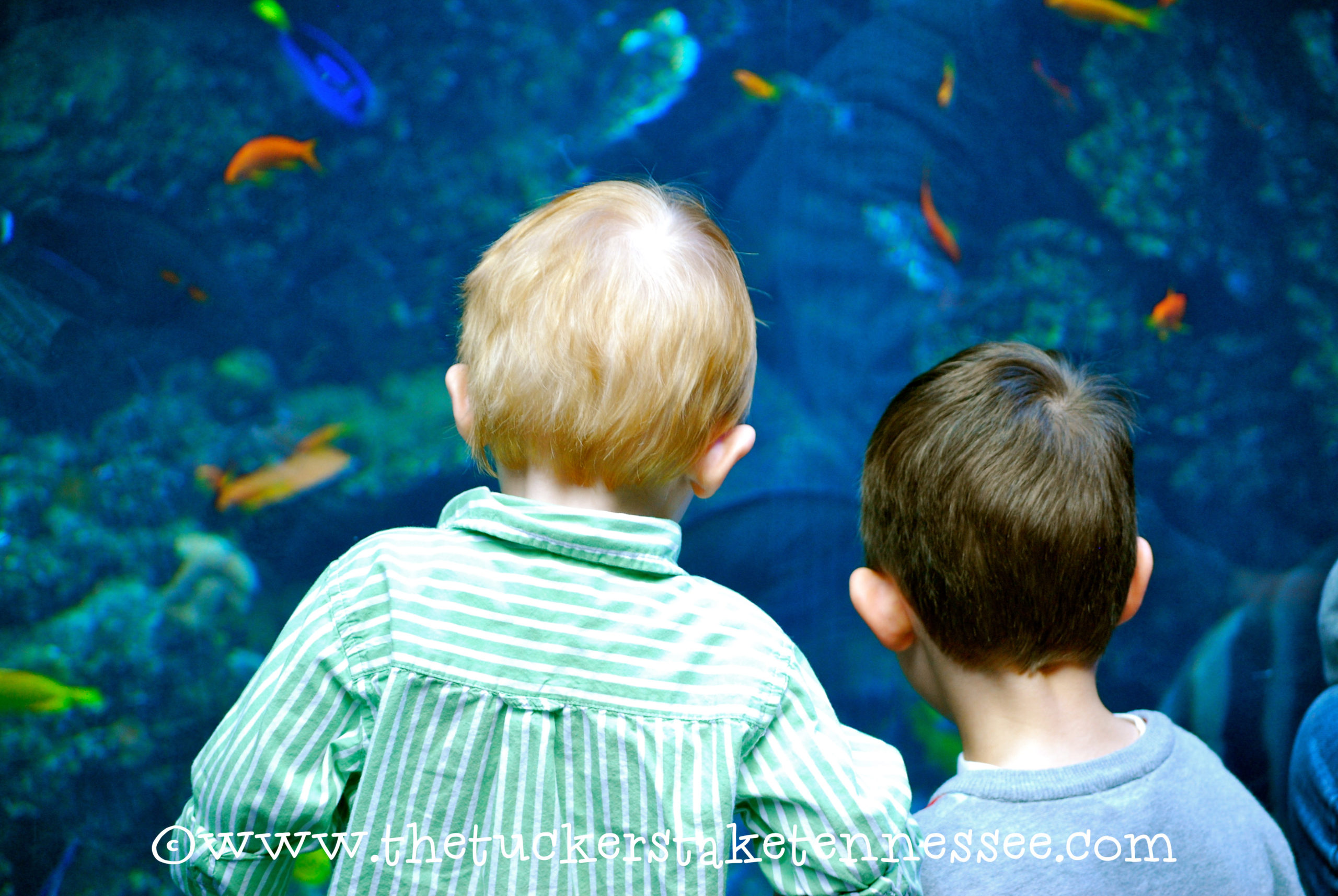 Georgia Aquarium {Travel Atlanta}